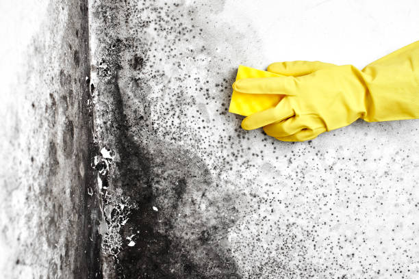 Best Best Mold Removal Companies  in Hewitt, NJ