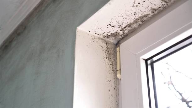 Best Residential Mold Removal  in Hewitt, NJ