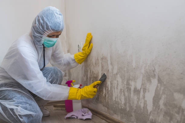 Best Residential Mold Removal  in Hewitt, NJ