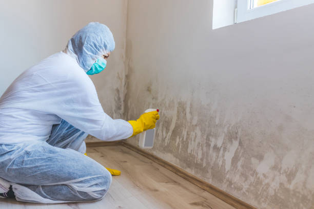 Best Toxic Mold Removal  in Hewitt, NJ