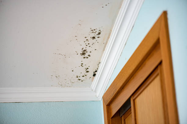 Best Mold Damage Repair  in Hewitt, NJ