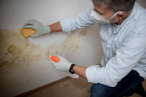 Best Certified Mold Removal  in Hewitt, NJ