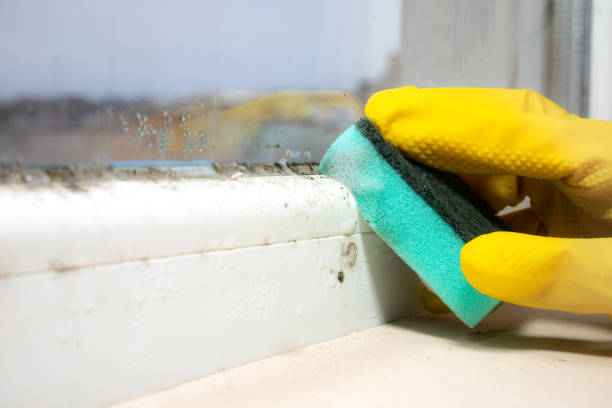 Best Best Mold Removal Companies  in Hewitt, NJ