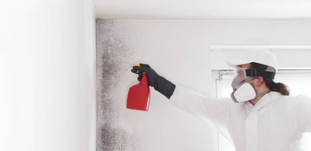 Best Professional Mold Removal  in Hewitt, NJ