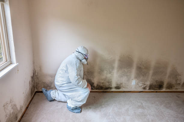 Best Local Mold Removal Service  in Hewitt, NJ