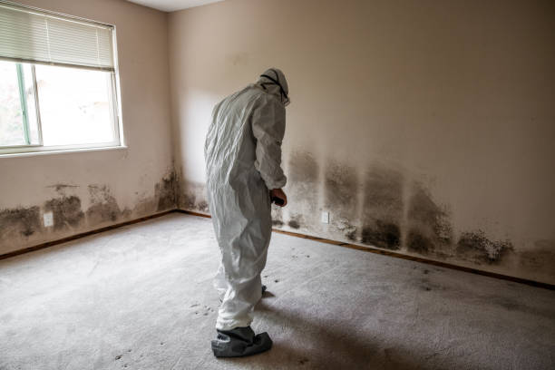 Best Residential Mold Removal  in Hewitt, NJ