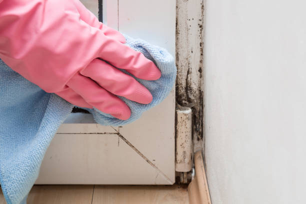 Best Home Mold Removal  in Hewitt, NJ