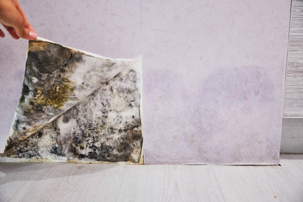 Best Mold Removal Company Near Me  in Hewitt, NJ